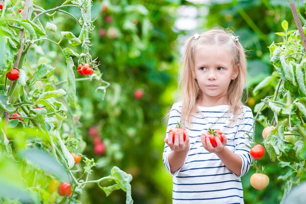 Entzückendes kleines Mädchen mit Ernten von Tomaten im Gewächshaus.