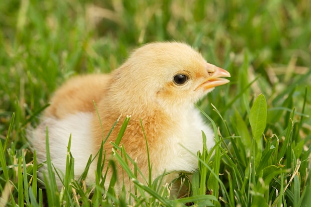 Entzückendes Küken auf dem grünen Gras