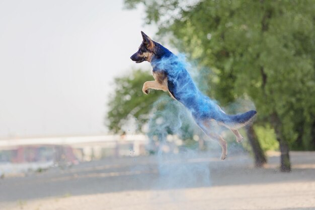 Entzückendes Schäferhund-Porträt