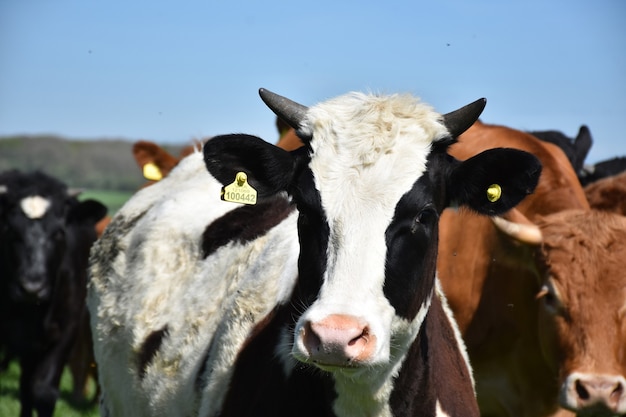 Entzückendes schwarz-weißes Kalb mit kleinen Hörnern.