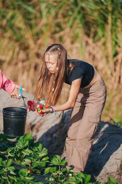 Entzückendes Teenager-Mädchen pflückt frische Erdbeeren auf der Plantage