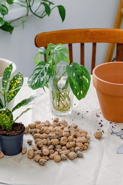 Envasamento de plantas de casa Transplante de plantas de casa usando ancinho de pá de argila expandida Jardinagem interna