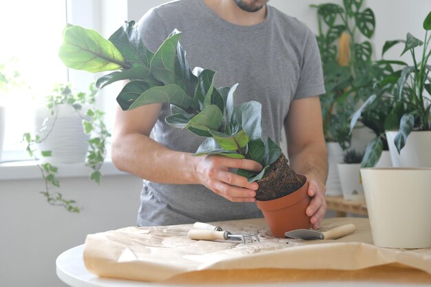 Envasando plantas caseiras usando ancinhos-pá transplante de plantas caseiras ficus lyrata