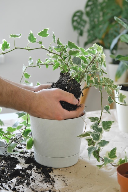 Envasando uma planta de quarto Mãos segurando uma muda da geleira Hedera com raízes e solo