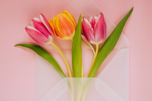 Envelope transparente fosco aberto com tulipas multicoloridas em fundo rosa