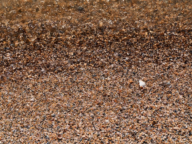 Foto enviar concha praia close-up água clara fundo textura grãos de areia