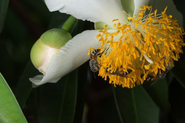 Enxame de abelha de flor de macro