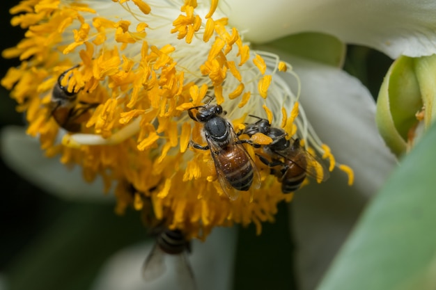 Enxame de abelha de flor de macro