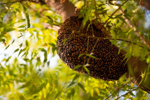 Enxame de abelhas pendurado na árvore, enxame de abelhas construindo uma nova colméia ao redor da árvore.