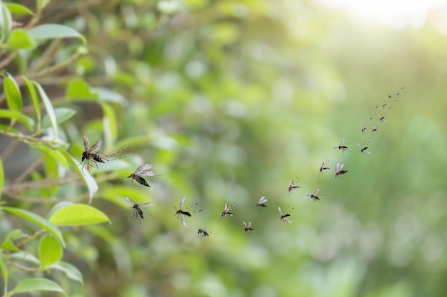 Enxame de mosquitos voam no parque