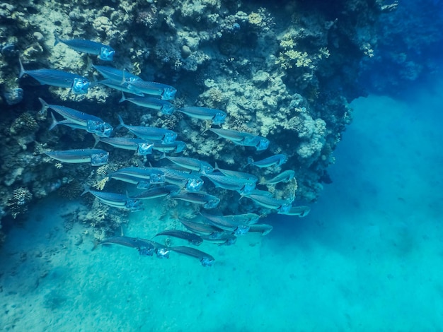 Enxame de peixes de cavala de boca grande no mar vermelho