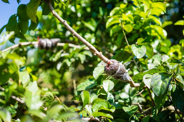 Enxertia no galho de uma árvore no jardim