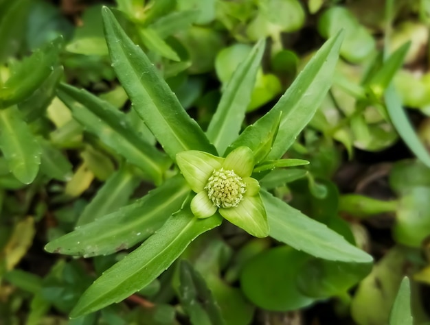 Enydra fluctúans también conocida como Buffalo Spinach Marsh hierba Berro de agua