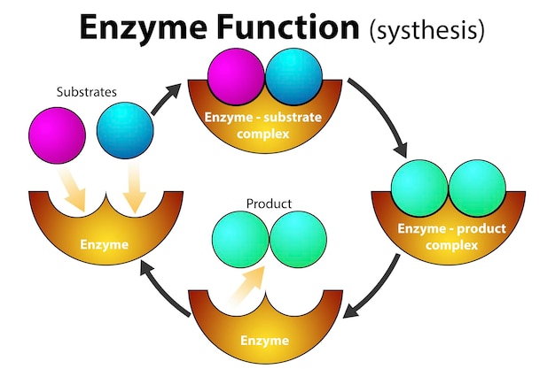 Enzymfunktion für den Syntheseprozess