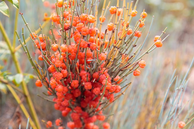 Ephedra es un género de arbustos de la clase opresiva, el género de su familia es Ephedra Ephedraceae o Ephedra Red berries narcótico fondo natural de plantas