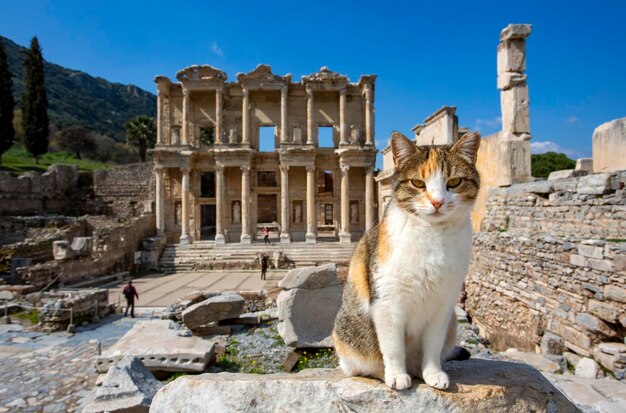 Ephesus historische antike Stadt und Katze. Izmir, Türkei