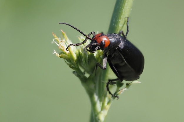 Epicauta rufidorsum escarabajo insecto negro y rojo