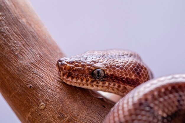 Epicrates cenchria é uma espécie de boa endêmica da América do Sul e Central. Os nomes comuns incluem a boa do arco-íris e a boa esguia.