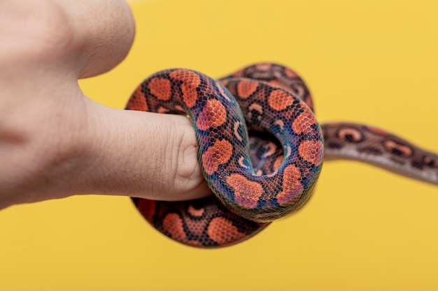 Epicrates cenchria es una especie de boa endémica de América Central y del Sur. Los nombres comunes incluyen la boa arco iris y la boa delgada.