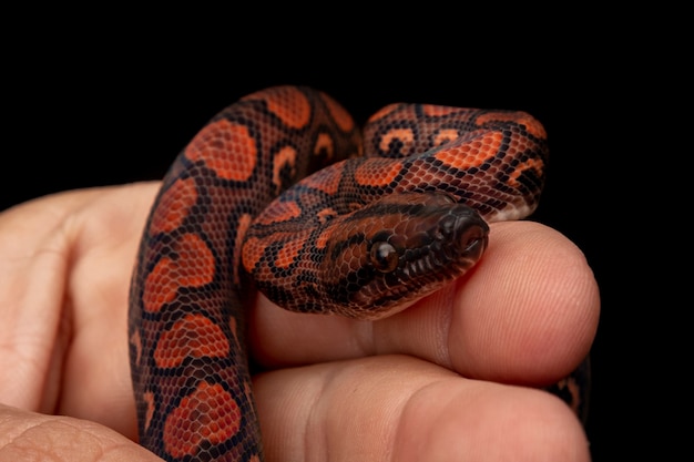 Epicrates cenchria es una especie de boa endémica de América Central y del Sur. Los nombres comunes incluyen la boa arco iris y la boa delgada.