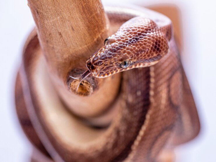 Foto epicrates cenchria es una especie de boa endémica de américa central y del sur. los nombres comunes incluyen la boa arcoiris y la boa esbelta