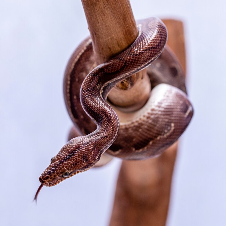 Foto epicrates cenchria es una especie de boa endémica de américa central y del sur. los nombres comunes incluyen la boa arcoiris y la boa esbelta
