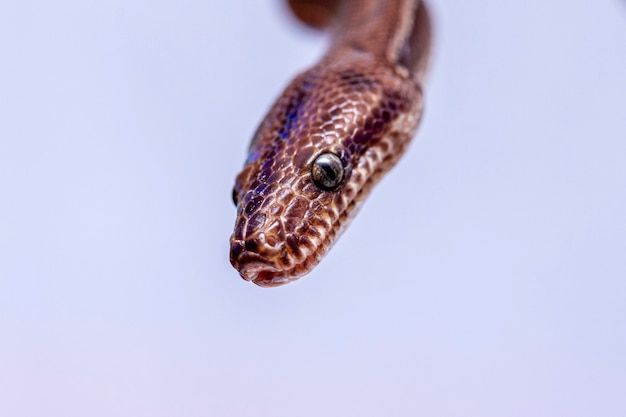 Epicrates cenchria es una especie de boa endémica de América Central y del Sur. Los nombres comunes incluyen la boa arcoiris y la boa esbelta