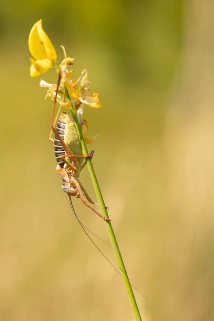 Epífita macho o saltamontes grande en un tallo de escoba en la naturaleza