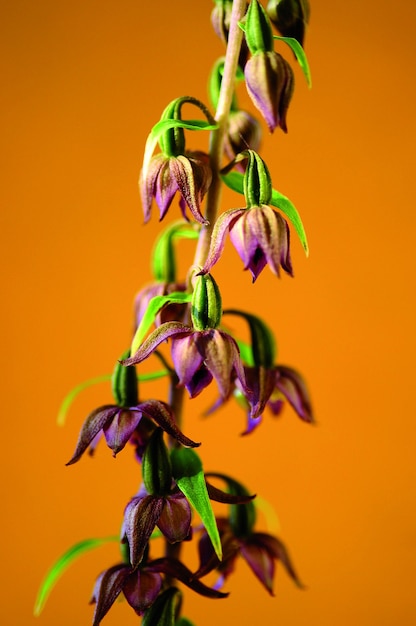 Foto epipactis helleborine é uma espécie de orquídea terrestre