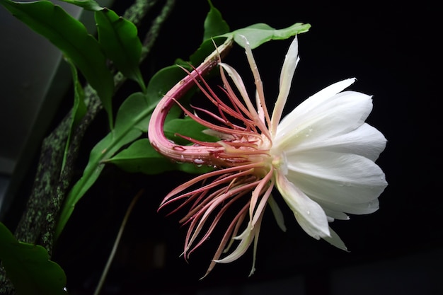 Epiphyllum anguliger blüht in der Blütezeit