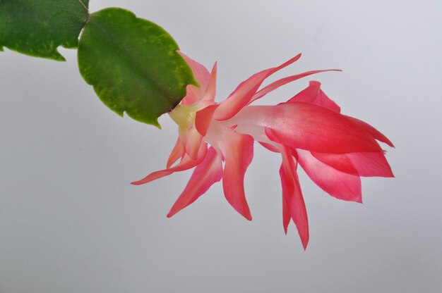 Epiphyllum rosa sobre un fondo blanco.