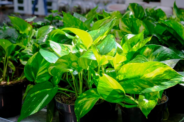 Epipremnum aureum é uma espécie de planta com flor da família Araceae, em close-up de um vaso. Venda na loja. Foco seletivo