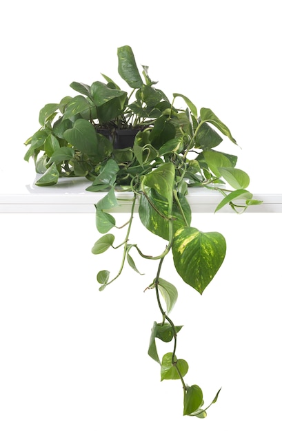 Epipremnum aureum en estudio