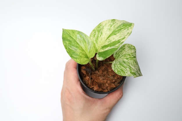 Epipremnum aureum en fondo blanco