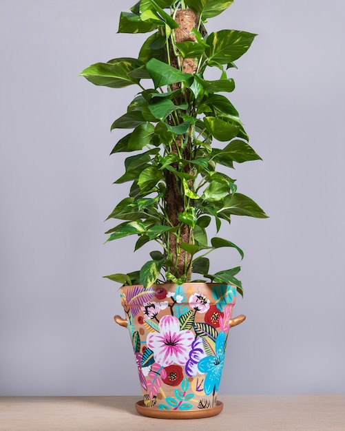 Epipremnum aureum, Golden Pothos, Moss Pole no pote pintado à mão