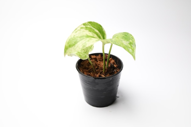 Foto epipremnum aureum im weißen hintergrund