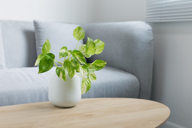 Epipremnum aureum planta en mesa de madera en salón