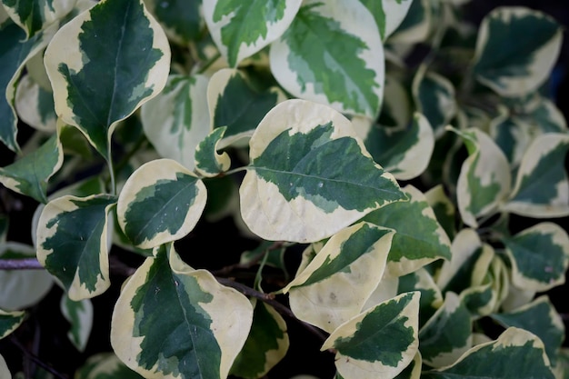 Epipremnum é um gênero de plantas com flores na família araceae