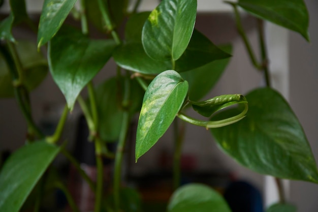 Epipremnum in home interior Innendekoration mit homeplants Hintergrundkopierraum