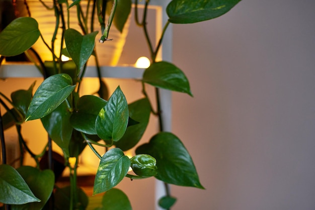 Epipremnum en el interior del hogar Decoración de interiores con plantas caseras Espacio de copia de fondo