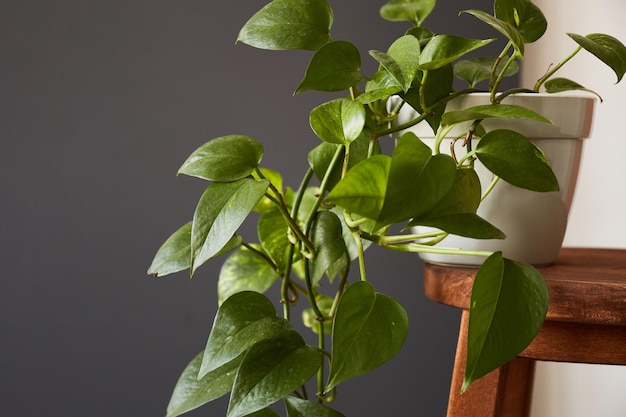 Epipremnum no interior da casa Decoração de interiores com plantas domésticas Espaço de cópia de fundo