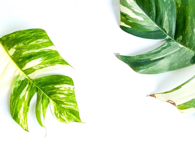 Epipremnum Pinnatum Variegate Leave auf dem weißen Hintergrund