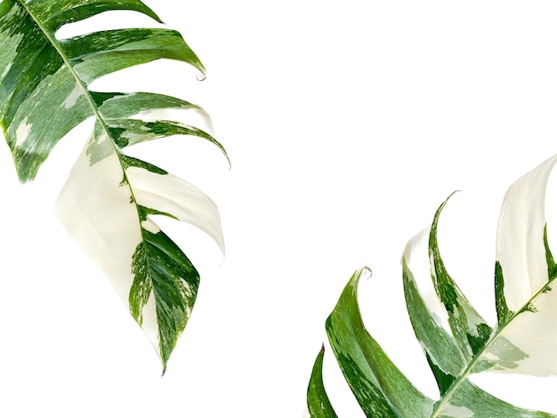 Epipremnum Pinnatum Variegate Leave no fundo branco