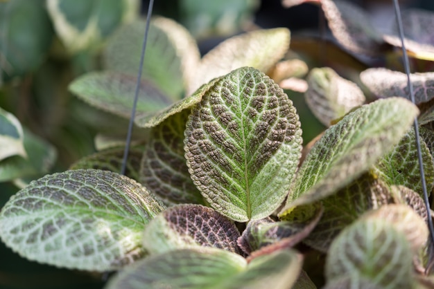 Episcia cupreata (Chama Violeta, Planta de Carpetes)