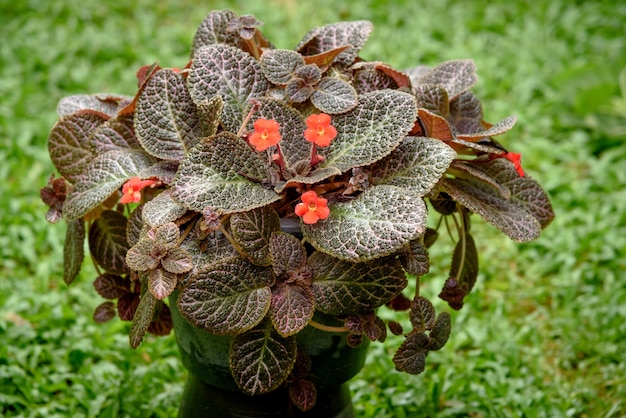 Foto episcia cupreata é uma planta ornamental que vem do gênero episcia, esta planta com flores está na família gesneriaceae. plantas ornamentais, planta de casa
