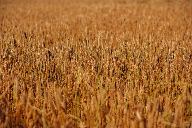 época de colheita de fundo de campo de trigo dourado