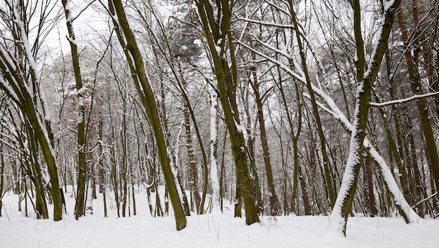 Época de inverno do ano com um parque brilhante onde as árvores e o solo são cobertos por neve profunda