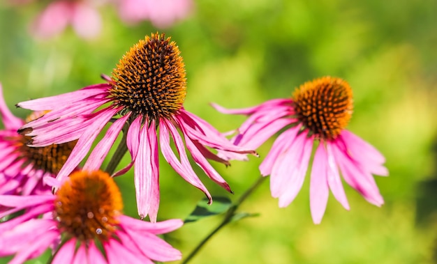 Equinácea purpurea equinácea hermosas flores de color púrpura con gotas de rocío