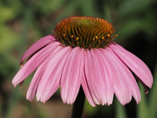 equinócea em flor