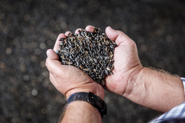 Equipa as mãos segurando um punhado de sementes de girassol após a colheita. Conceito de produção agrícola